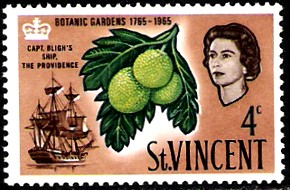 breadfruit